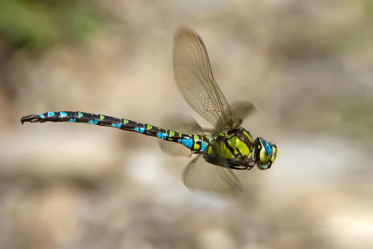 2164_Aeshna cyanea crop.jpg