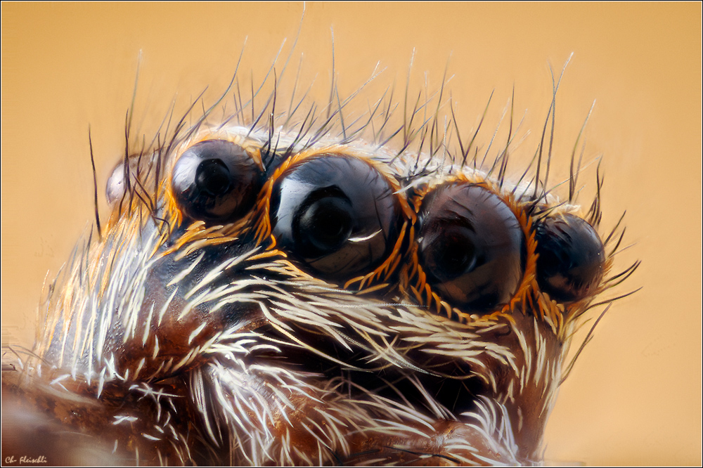 spingspinne stack of 24 10x balgen full_1+2 as Smart Object-1.jpg