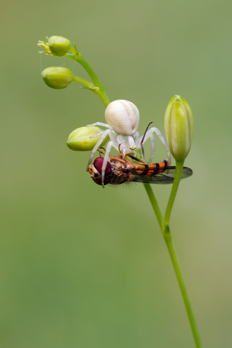 Veränderliche Krabbenspinne__110806_003.jpg