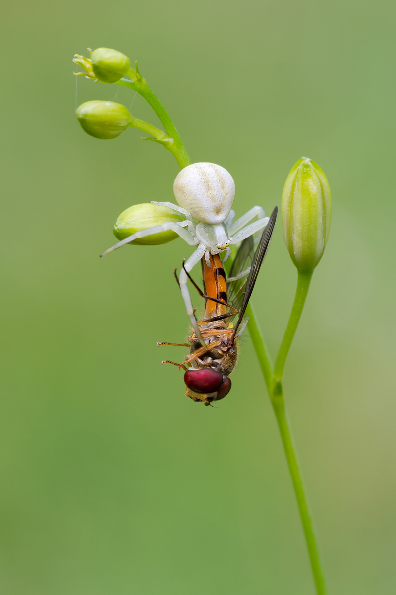 Veränderliche Krabbenspinne__110806_001.jpg
