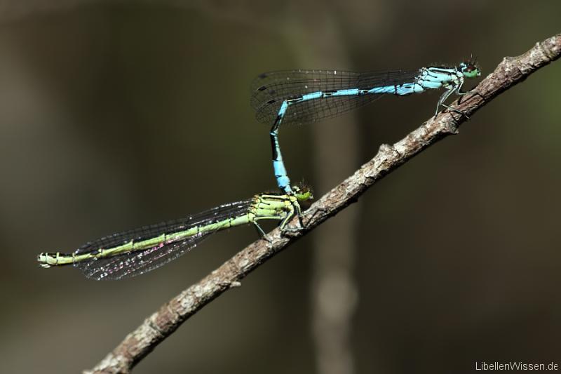 Speer-Azurjungfer im Tandem.jpg