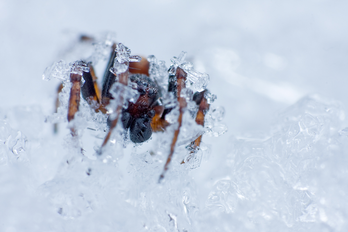 IMG_9841-eisspinne.jpg