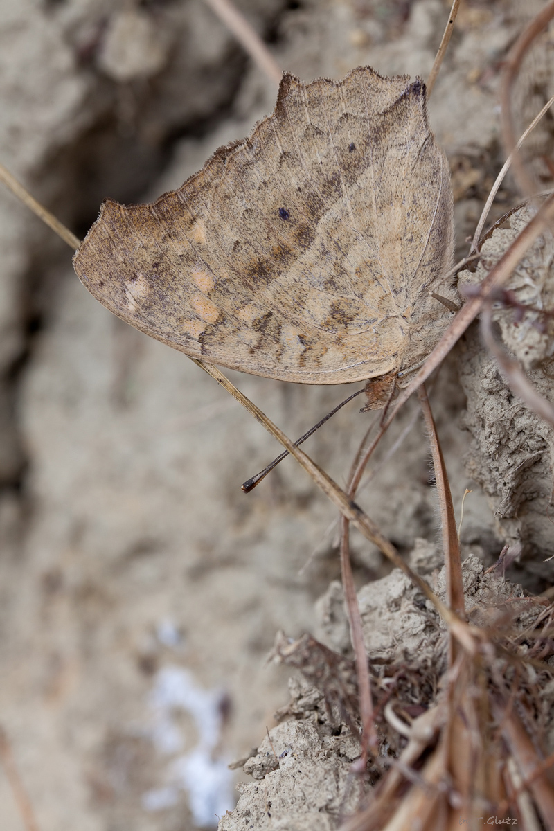 20111219-Cupha erymanthis -1.jpg