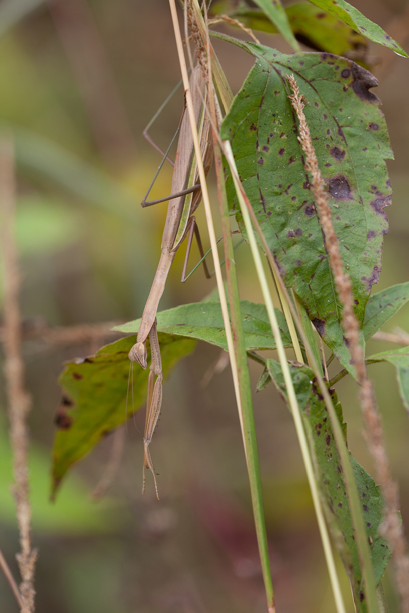 20111216-Chinese Mantis (Tenodera Sinensis)-1.jpg