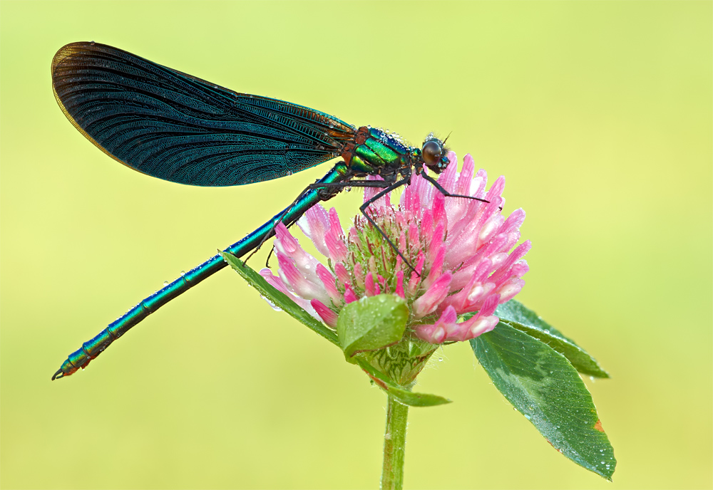 Blauflügel-2011.18.jpg