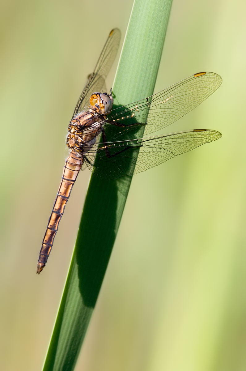 Südlicher Blaupfeil2_DSC6238.jpg