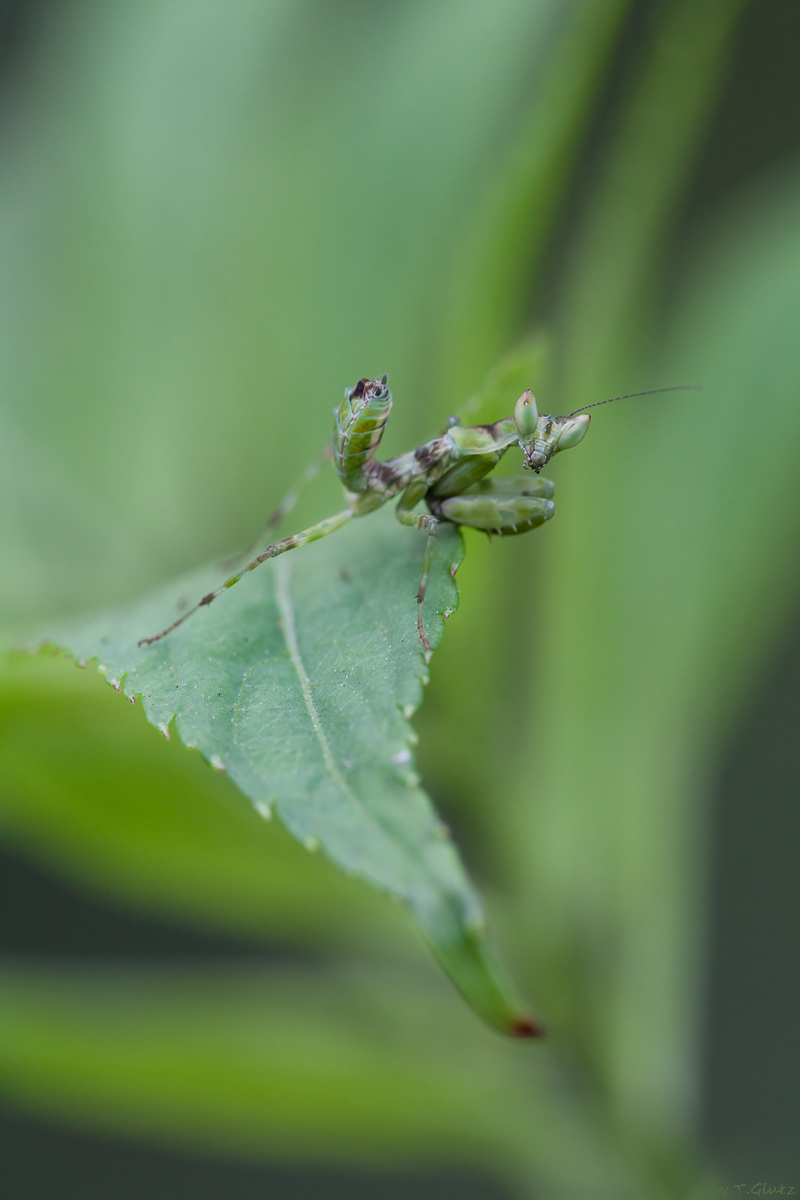 20111216-Creoroter gemmatus-nymph-1.jpg