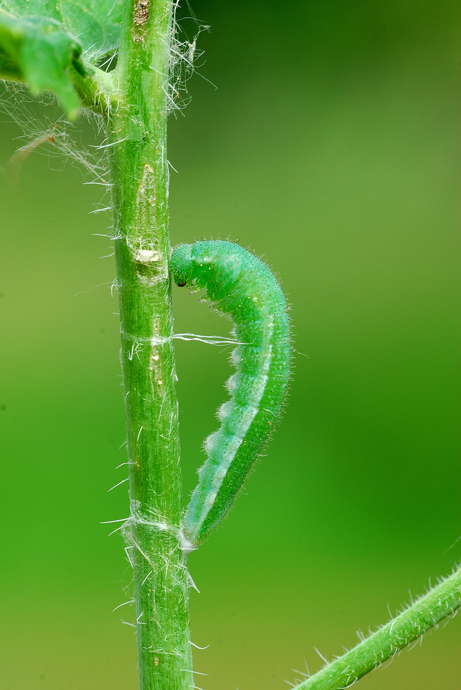 7Anthocharis_cardamines_aurofalter__5__passig_gemacht (8).jpg