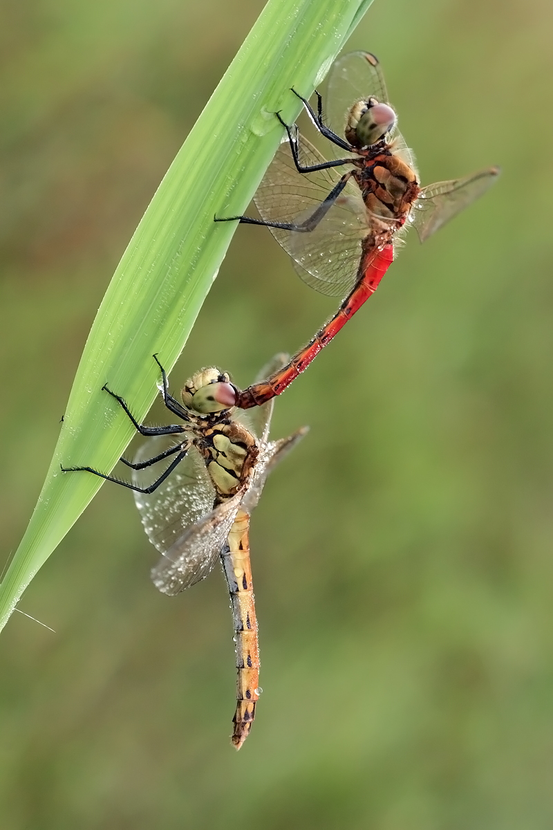 12.08.2010-Libellenparadies 054.JPG