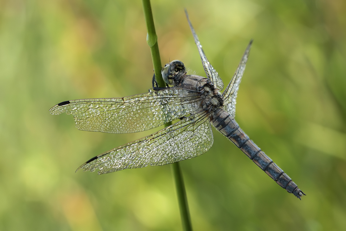 Orthetrum_cancellatum_w_IMG_6153a.jpg