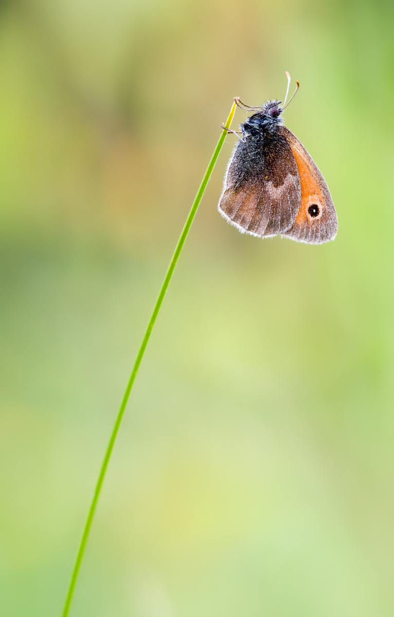 Kleines Wiesenvögelchen2_DSC6569.jpg