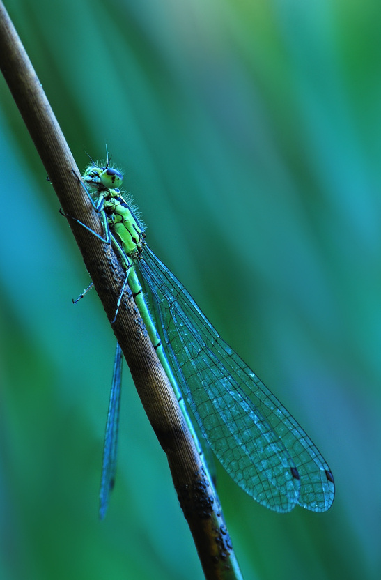 DSC_0091-26.05-07.jpg
