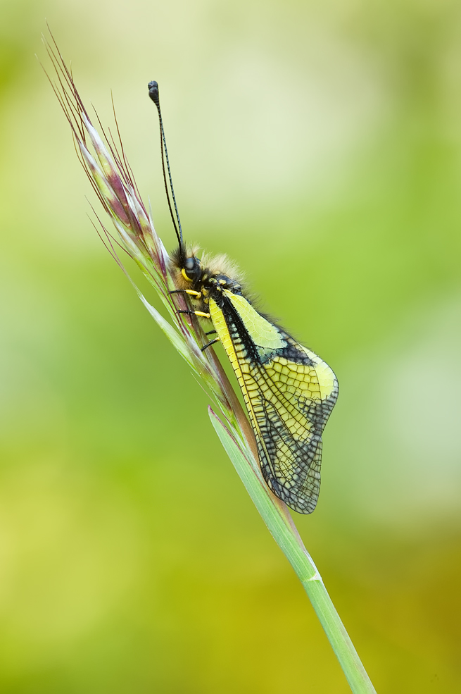 DSC07725vkcs.jpg