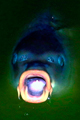 dings.jpg