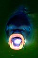 dings5.jpg