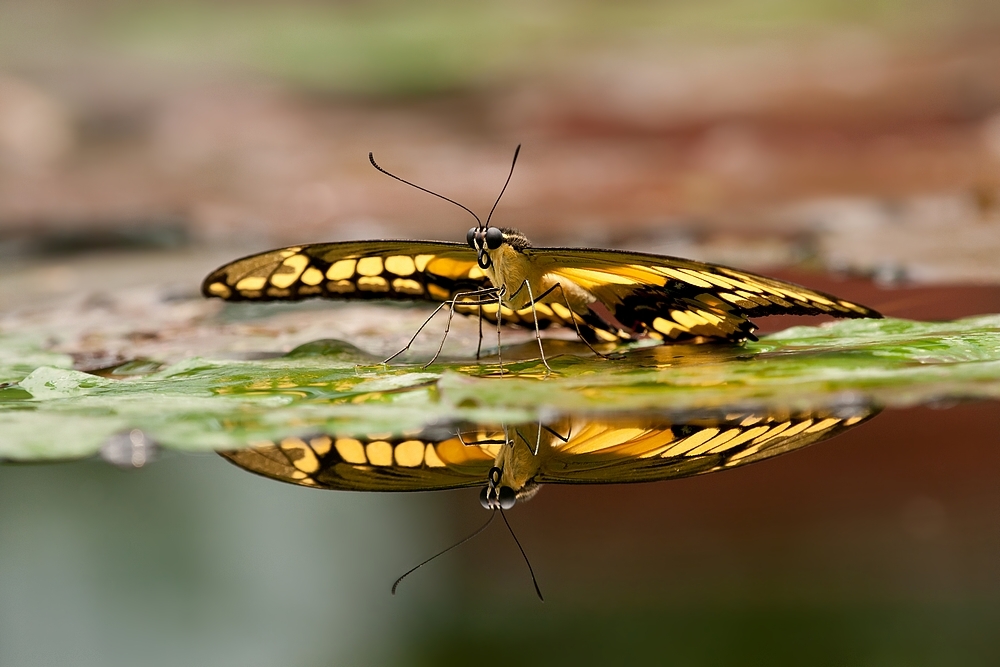 Papilio thotas.jpg