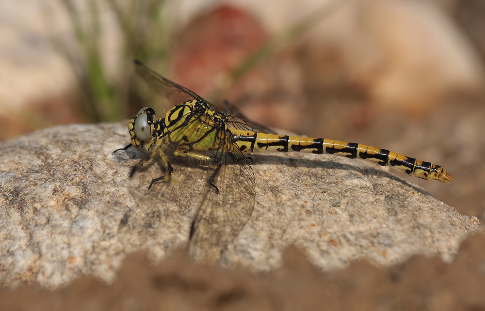 Onychogomphus forcipatus unguiculatus_w_IMG_4849a.jpg