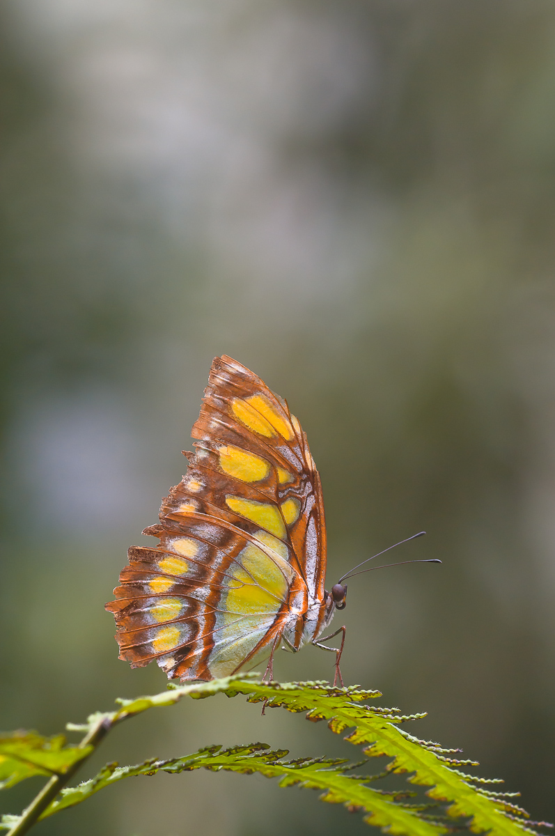 Exote aus Mainau-3277.jpg