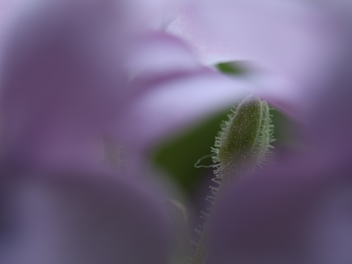 P1100778.jpg