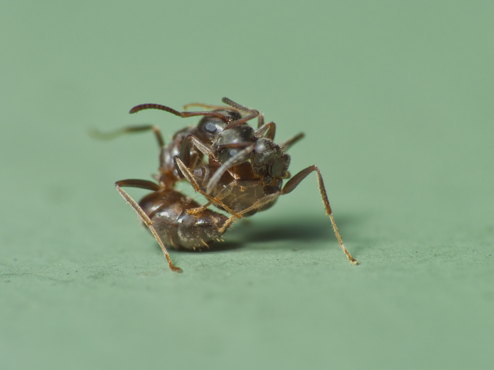 ant-fight-5.jpg