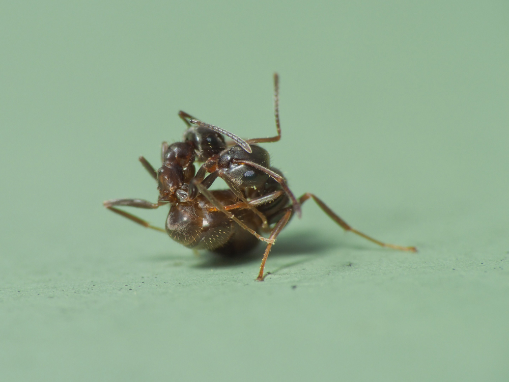 ant-fight-4.jpg