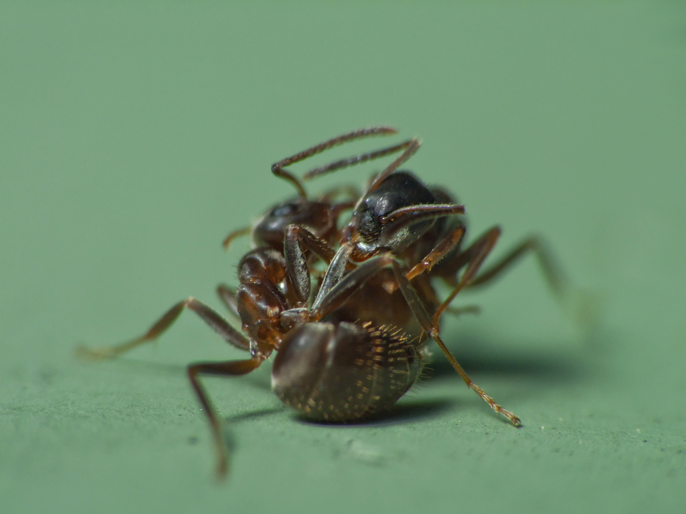 ant-fight-3.jpg