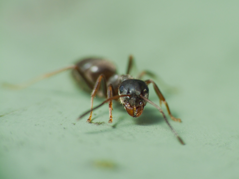 ant-fight-2.jpg