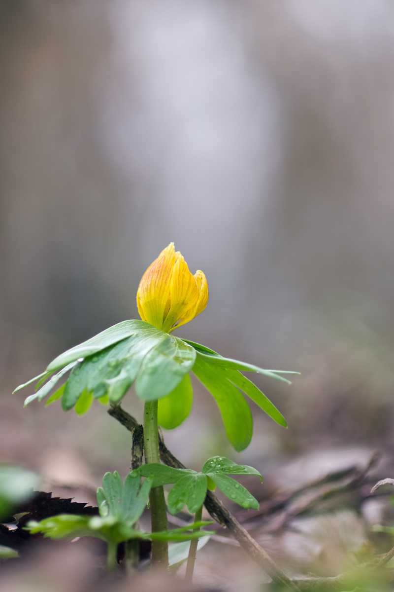2012 03 11_8780-Bearbeitet.jpg