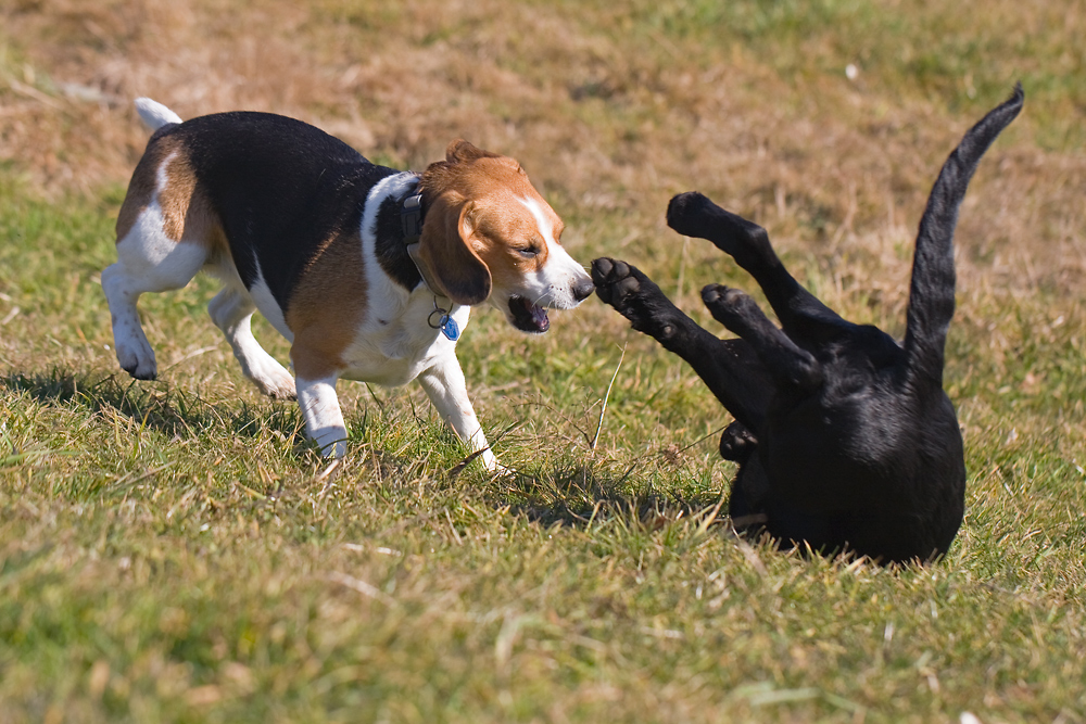 IMG_1544-layla-&-heidi.jpg