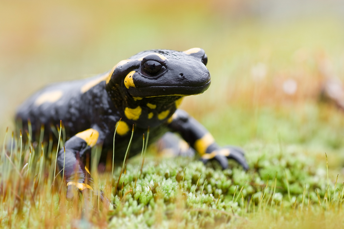salamandra2.jpg