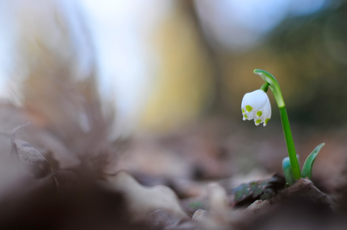 Leucojum-vernum_kompr.jpg