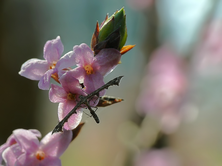 Amblyptilia acanthadactyla 325.jpg