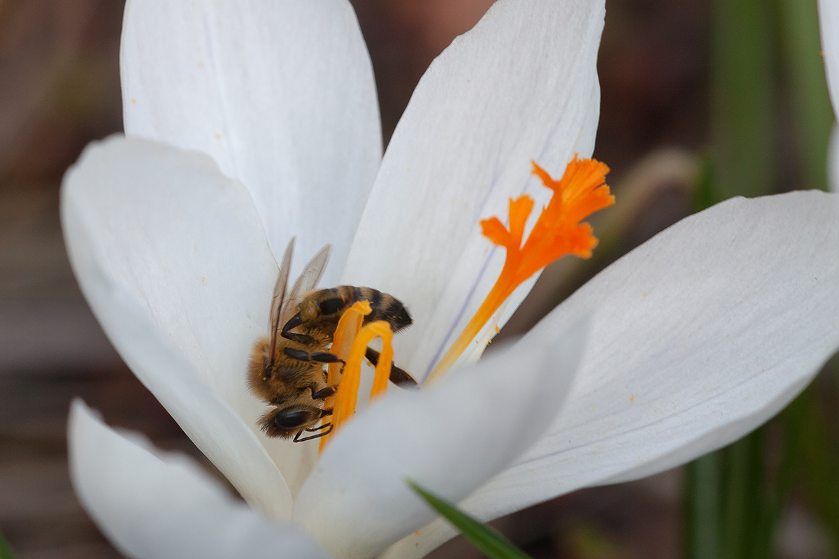 Krokus-mit-Biene-QF-Bild2.jpg