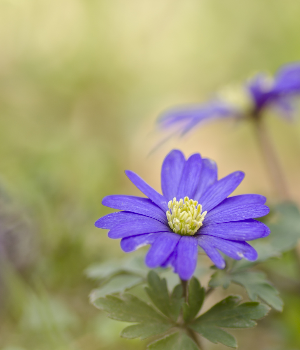 anemone.jpg