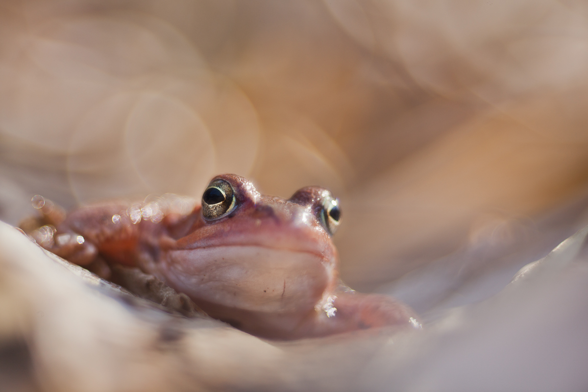 Trio-Frosch-1752.JPG