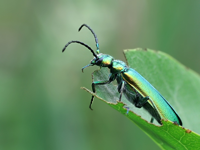 span_fliege_2952.JPG