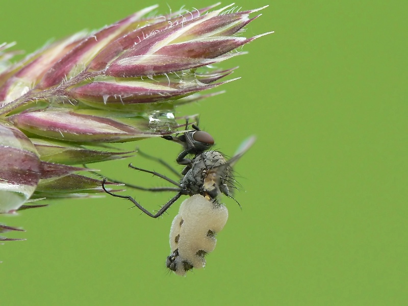 fliege mit pilz4.jpg