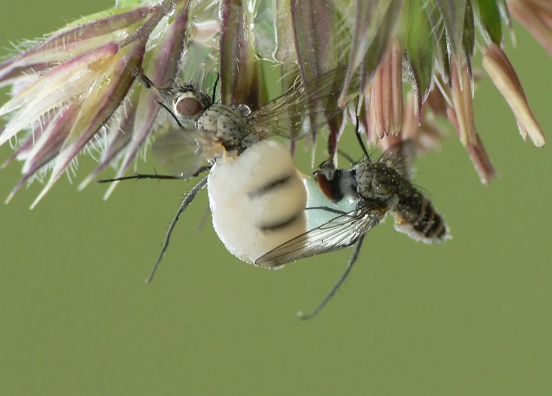 fliege mit pilz2.jpg
