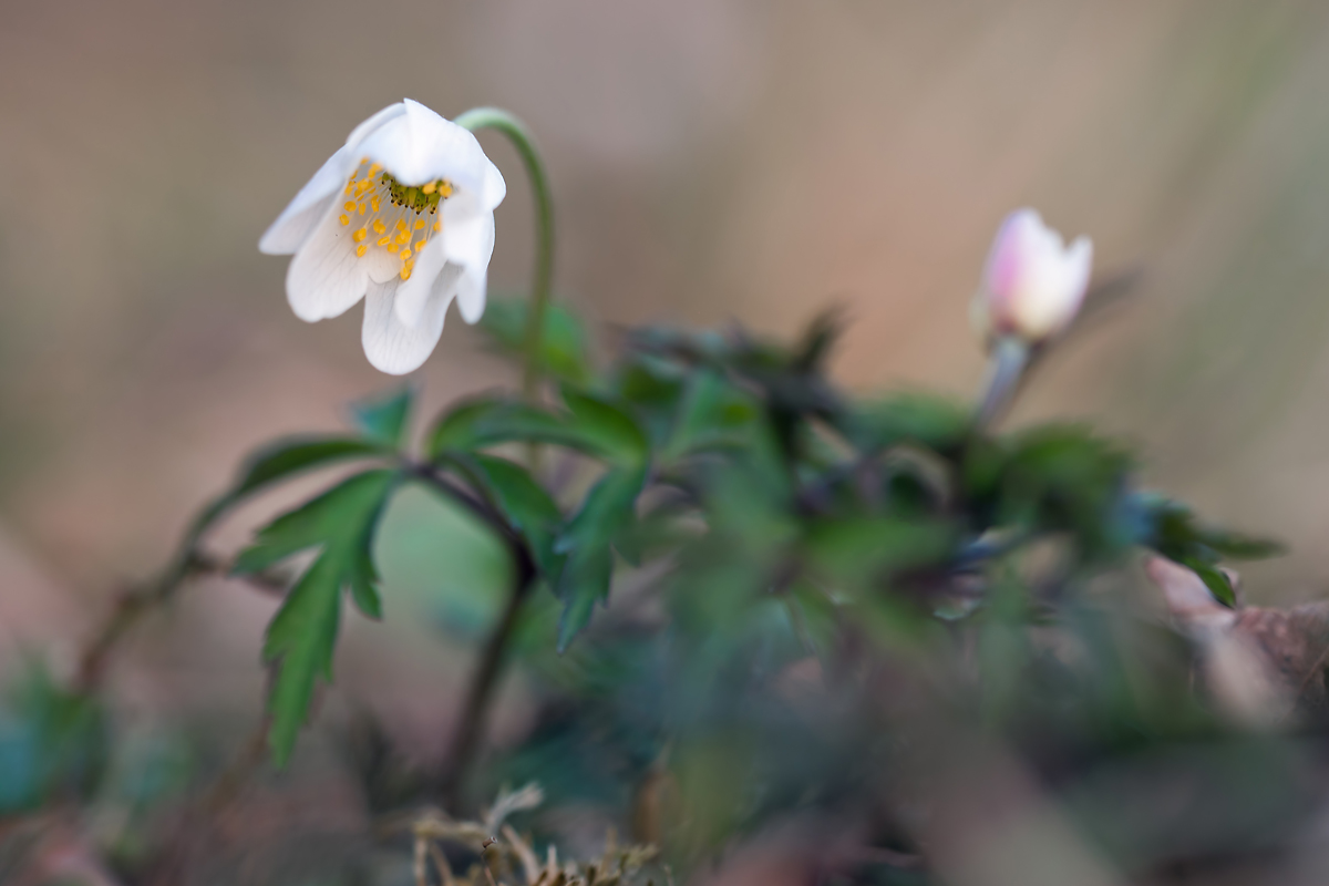 compBuschw.röschen22.3.2012AmbitzgirDSC_9917 90%.jpg