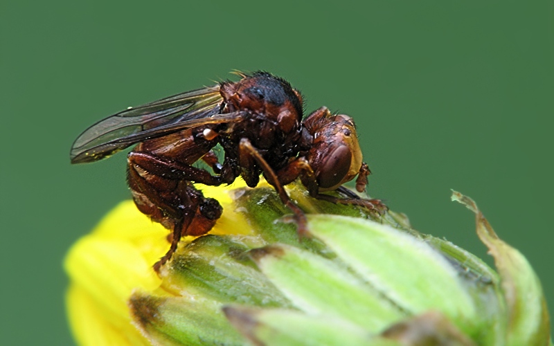 Sicus-ferrugineus_2006.JPG