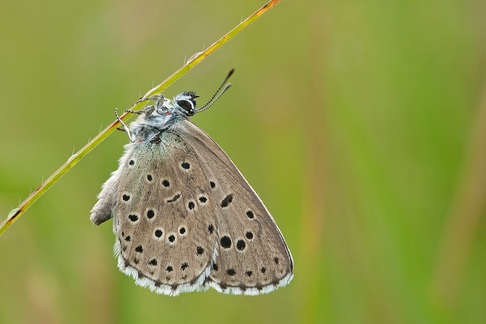 07112qq_arion_Phengaris_ Thymian_Ameisenbläuling_26_06_2011_RL1.jpg
