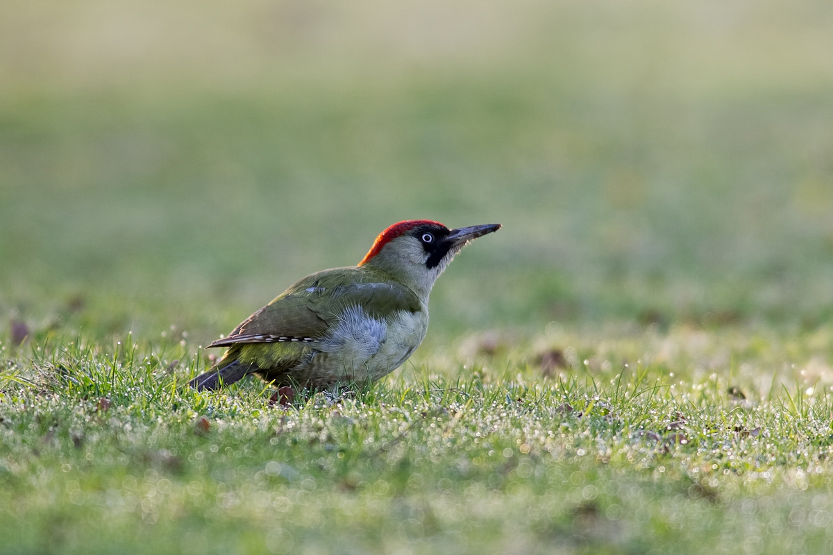 2012 04 01_0786-Bearbeitet-2.jpg