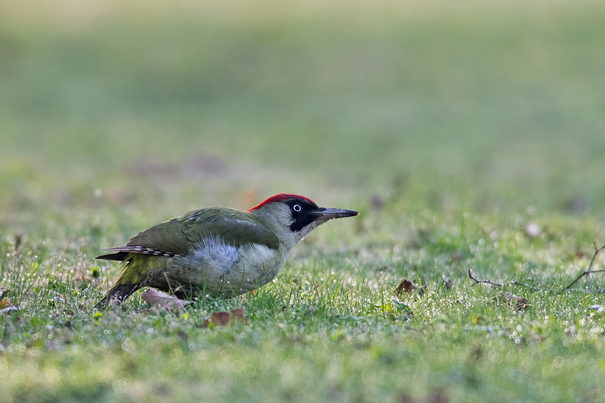 2012 04 01_0777-Bearbeitet-2.jpg