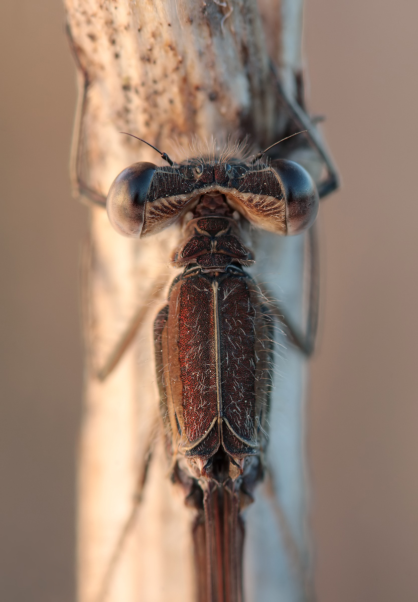 Sympecma fusca_m_Draufsicht_02042012_IMG_5685.jpg