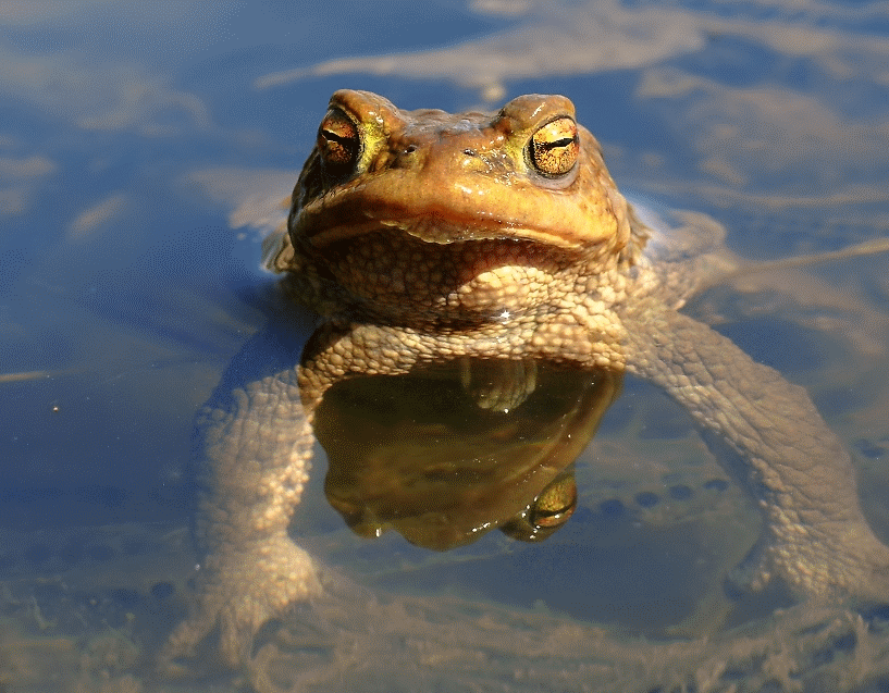 kroete zwinkert kl.gif
