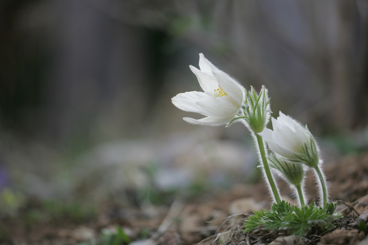IQ3M6286_2012-04-04_Kuechenschelle_QF.JPG