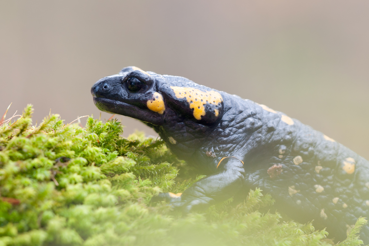 20120406-Feuersalamander.jpg