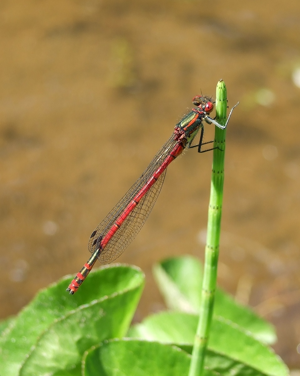 frühe Adonislibelle 058.jpg