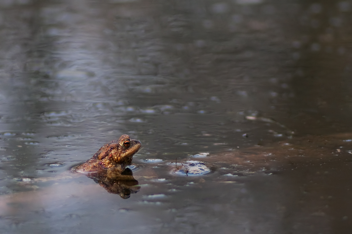 Bufo-4234_web.jpg