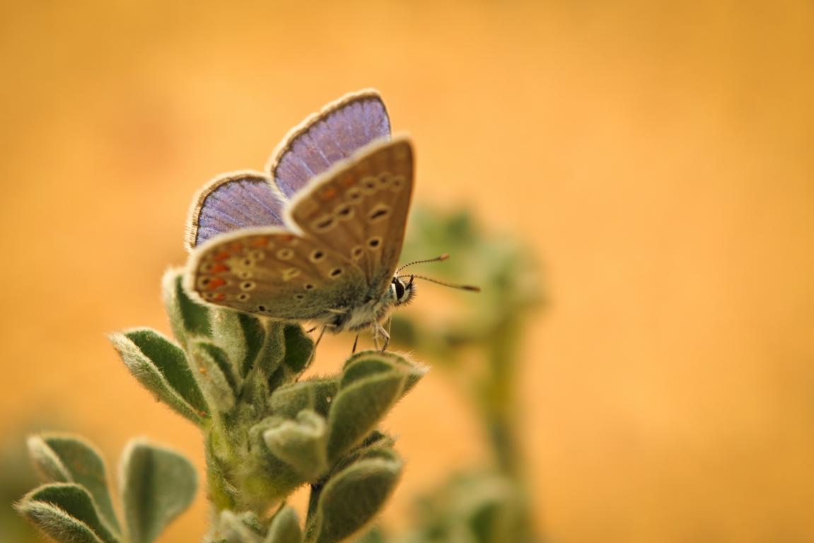 K1024_IMG_0768_2.JPG